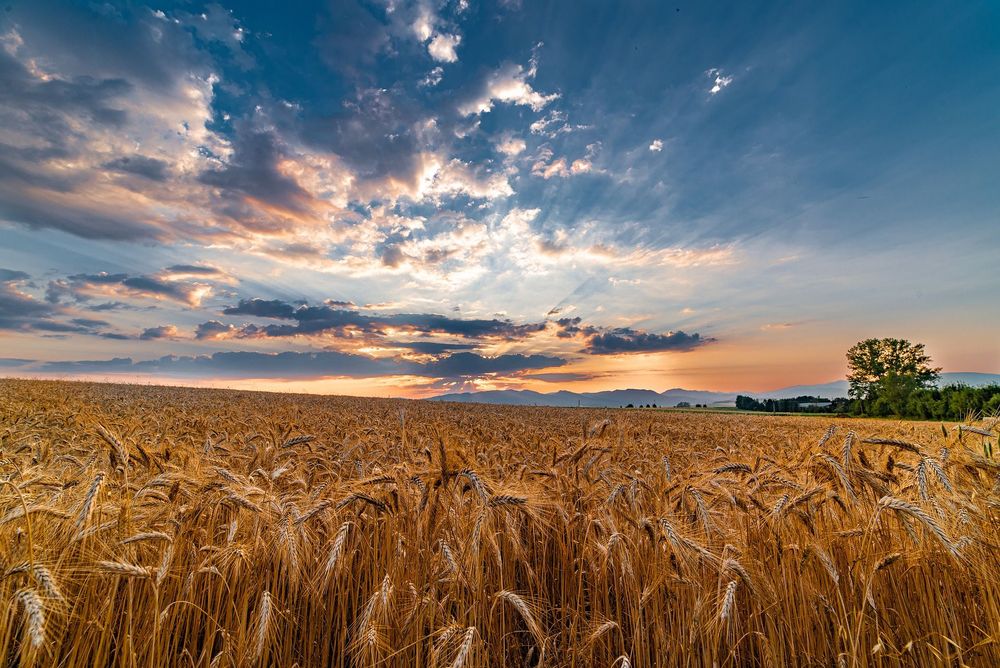 Hunger als Waffe: JPMorgan warnt vor Nahrungsmittelkrise 2027