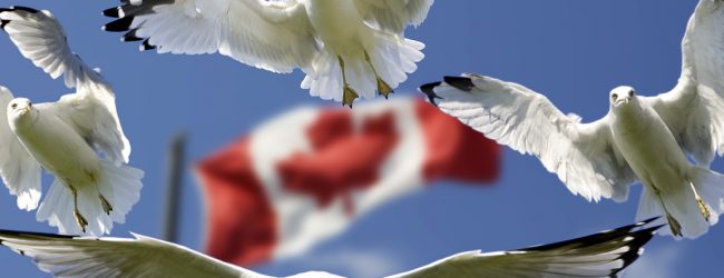 Mit der Solidarität Kanadas ist es nicht weit her: Kein LNG-Gas für die Europäer
