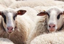 213 Schafe bei islamischem Opferfest geschächtet: Empörung über geringe Urteile