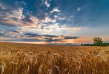 Ernährungsexpertin warnt: Weltweite Weizenvorräte reichen nur für zehn Wochen