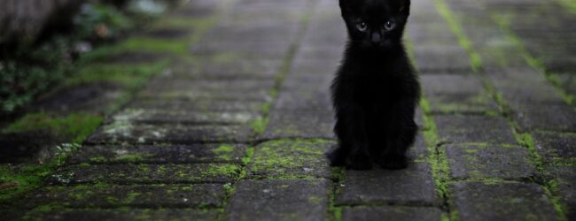 Corona-Wahnsinn: Britische Regierung wollte alle Hauskatzen töten lassen