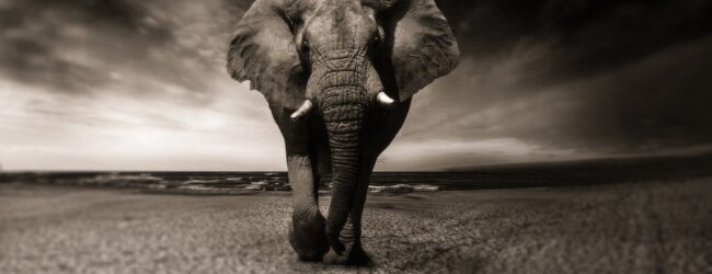 Genug von grüner Besserwisserei: Botswana will Deutschland 20.000 Elefanten schenken